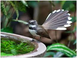 Black Bird With White Tail Philippines Pied Fantail Rhipidura Nigritorquis Roses Drawing Bird Birds