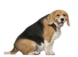 Doggo is an internet slang term for dog, which is often associated with the word pupper in various ironic meme communities online. Fat Dogs Wallpapers Wallpaper Cave