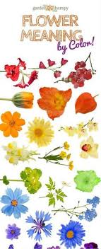 Pinch small wads of cotton from a cotton ball and stuff them into the bottom of hollow stems to help 5. 36 Flower Meaning Ideas Flower Meanings Language Of Flowers Flowers