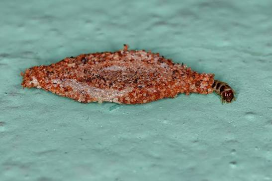 Plaster Bagworms: What They Are and How To Prevent Them