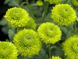 We did not find results for: 23 Types Of Green Flowers Green Flower Names