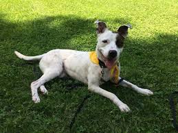Book an appointment to meet adoptable dogs. Paws To Waive Adoption Fees For Overlooked Adult Animals