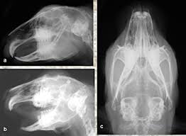 Image result for Skull XRay