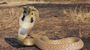 Namun jika anda berhasil membunuh ular ini dalam mimpi anda artinya anda telah berhasil menghilangkan kemungkinan munculnya sosok penggoda. Mimpi Membunuh Ular Hitam Pertanda Baik Bagaimana Dengan Arti Mimpi Membunuh Ular Kobra Tribun Batam