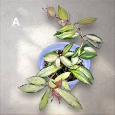 Image result for Selago lacunosa