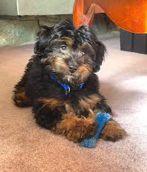 Our parent dogs are genetically tested for health by paw print genetics. F1b Bernedoodle Puppies For Sale Texas Bernedoodle Puppies Texas We Have F1 Tri Color Mini Bernedoodle Puppies Available Quiebros