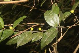 Image result for Strychnos henningsii