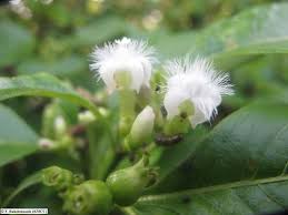 Image result for Triainolepis