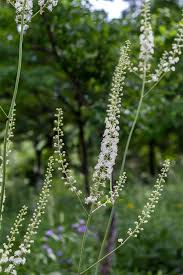 Image result for Faurea racemosa