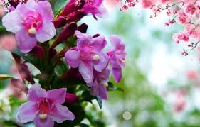 We did not find results for: Synergy Blend 5 Bach Flower Therapy