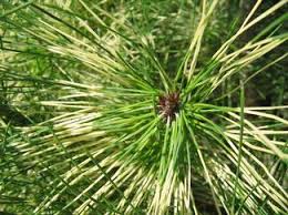 Image result for Hunteria densiflora