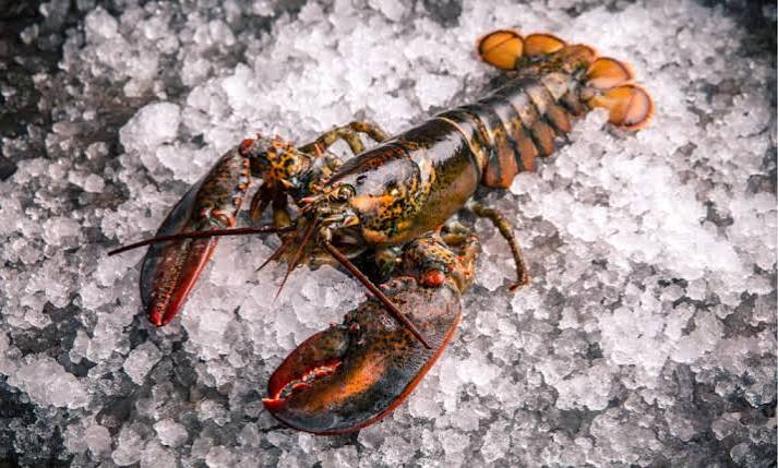 Lobster Animal Facts - Nephropidae - A-Z Animals
