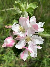 Fruit trees require pollination to be able to set fruit. Fruit Tree Identification Guide Wild Town