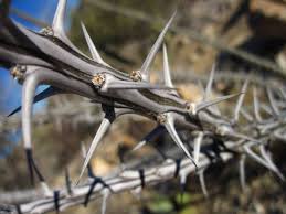 Thorny Bushes In Sonora Desert Az Sonora Desert Thorny Bushes Thorn