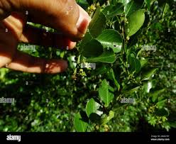 Image result for Scutia myrtina