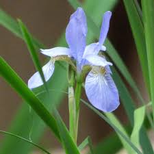 Maybe you would like to learn more about one of these? Different Types Of Iris Learn The Difference Between Flag Iris And Siberian Iris Varieties