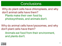 I was thinking the samething too, how would plant do intracellular digestions ? 1 Day 21 What Are Prokaryotes Prokaryotes Are Single Celled Organisms That Do Not Have A Nucleus Or Other Membrane Bound Organelles What Are Eukaryotes Ppt Download