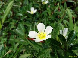 Image result for Ludwigia adscendens