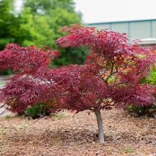 Some species grow into very small trees and can even be grown in containers indoors. Red Dragon Japanese Maple Amazing Red Color Plantingtree
