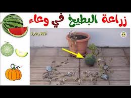 افضل طريقه لزراعه البطيخ و الشمام في اصيص في المنزل 1 Grow Watermelon At Home Youtube Plants Planters Planter Pots