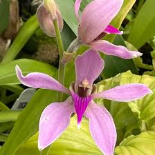 Image result for Ancistrochilus rothschildianus
