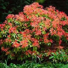 Image result for Pieris japonský obrázek