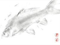 UMFA in the Wild: Gyotaku Fish Rubbings