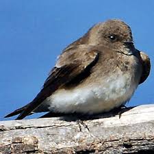 Image result for Wahlenbergia paludicola