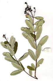 Image result for Ozoroa