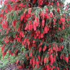 This is a list of australian floral emblems. Callistemon Viminalis Weeping Bottle Brush 6m Tall Australian Native Plants Flowering Trees Australian Plants