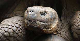 Galapagos tortoises have two very different shapes, each adapted for different feeding habits needed on low, arid islands some tortoises, including lonesome george, have shells that rise in front, like a saddle. Inside The Galapagos Islands Giant Tortoise Rehab Effort Wired