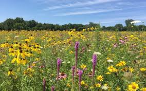 The flowering perennial tecoma stans, commonly known as yellow bells, is native to the northern u.s. Native Prairie Plants Getting Set To Flower Soon The Bruce Company Middleton Wi