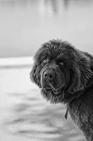 Black And Grey Dog Newfoundland Null With Images Newfoundland Dog Dogs Large Dog Breeds