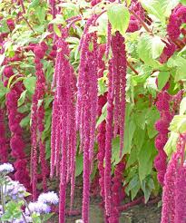 Garten Fuchsschwanz Exotischer Sommergast Pflanzen Blumen Im Blumentopf Ungewohnliche Pflanzen