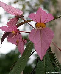 Image result for Dalechampia capensis
