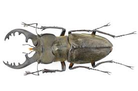 Guinness Lucanus maculifemoratus