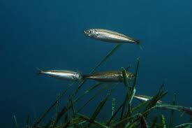 Image result for Boops boops