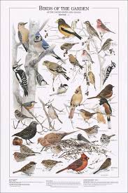 Birds Of The Garden Winter I Identification Chart Bird