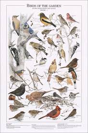 birds of the garden winter i identification chart bird