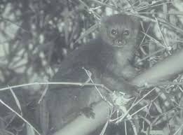 Image result for Oreobambos buchwaldii