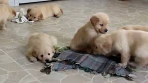 Check spelling or type a new query. Golden Retriever Puppies For Sale Youtube