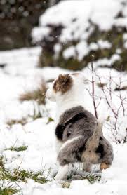 He also will not let us put his leash on. Don T Punish Your Dog For Peeing In The House