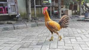Ayam aduan yang satu ini diketahui memiliki stamina dan pernafasan yang baik. Ayam Peru Ayam Aduan Taji Pisau Juara303 Juarasabung Ayam
