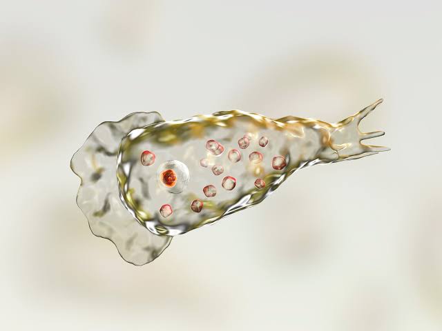 naegleria fowleri