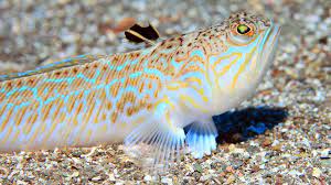 Das petermännchen (trachinus draco) gehört zur gattung petermännchen und zur familie der petermännchen. Giftiges Petermannchen Was Tun Beim Stich Ndr De Ratgeber Verbraucher