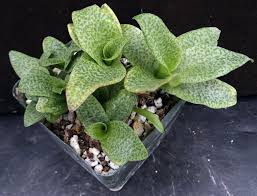 Image result for Ledebouria Unidentified sp. no5.