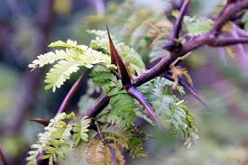 Image result for Acacia cornigera