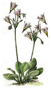 Cute shooting star tattoo on female's back. Shooting Stars Wildflowers Google Search California Wildflowers Star Illustration Flowers Nature