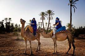 You can contact sahara we stayed in one of marrakech's traditional moroccan riads in the medina of the old city. Sunset Tour Camel Ride At Palm Grove Of Marrakech Activities In Marrakech