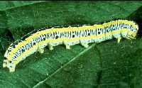 Black And White Striped Caterpillar With Orange Dots Caterpillars On Field Crops I 5 508 Extension